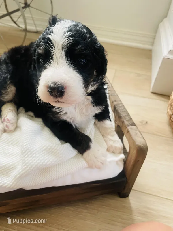 Rocket , a male Bernedoodle for sale in Calimesa, CA – Photo 1 of 4