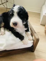 Rocket , a male Bernedoodle for sale in Calimesa, CA – Photo 1 of 4