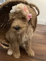Poppy, a female Poodle - Standard  for sale in Calimesa, CA – 4 of 8
