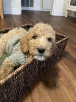 Summit, a male Poodle - Standard  for sale in Calimesa, CA – 1 of 10