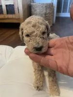 Summer, a female Poodle - Standard  for sale in Calimesa, CA – 4 of 4