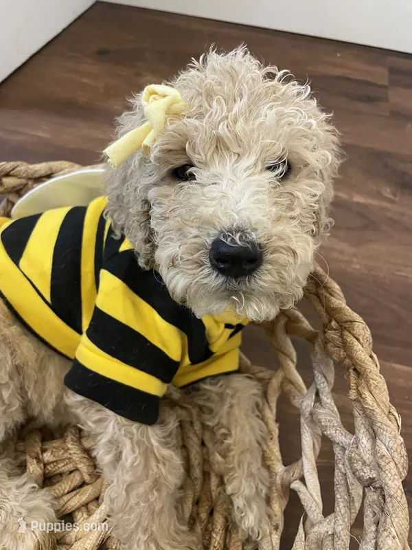 Summer – Poodle - Standard  puppy for sale in Calimesa, CA