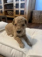 Birdie, a female Poodle - Standard  for sale in Calimesa, CA – 2 of 3