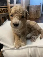 Minnie, a female Poodle - Standard  for sale in Calimesa, CA – 2 of 4