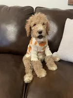Ranger, a male Poodle - Standard  for sale in Calimesa, CA – 1 of 10
