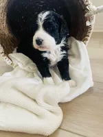 Nala, a female Bernedoodle for sale in Calimesa, CA – Photo 7 of 8