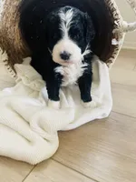 Nala, a female Bernedoodle for sale in Calimesa, CA – Photo 5 of 8