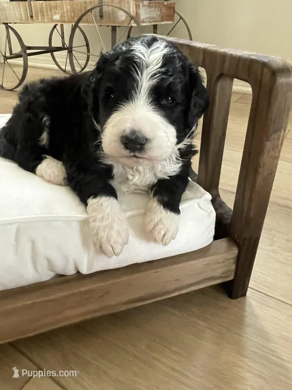 Nala, a female Bernedoodle for sale in Calimesa, CA – Photo 1 of 8