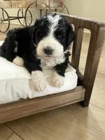 Nala, a female Bernedoodle for sale in Calimesa, CA – Photo 1 of 8