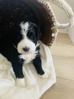 Nala, a female Bernedoodle for sale in Calimesa, CA – Photo 6 of 8