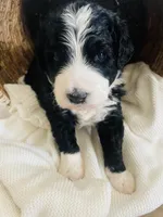 Nala, a female Bernedoodle for sale in Calimesa, CA – Photo 4 of 8