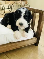 Nala, a female Bernedoodle for sale in Calimesa, CA – Photo 2 of 8