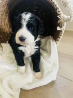 Nala, a female Bernedoodle for sale in Calimesa, CA – Photo 3 of 8