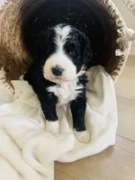 Nala, a female Bernedoodle for sale in Calimesa, CA – Photo 8 of 8