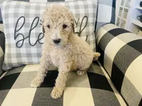 Gracie, a female Poodle - Standard  for sale in Calimesa, CA – Photo 4 of 5