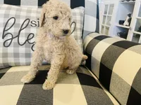 Gracie, a female Poodle - Standard  for sale in Calimesa, CA – Photo 5 of 5