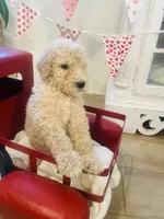 Gracie, a female Poodle - Standard  for sale in Calimesa, CA – Photo 3 of 5