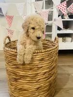 Gracie, a female Poodle - Standard  for sale in Calimesa, CA – Photo 2 of 5