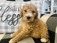 Gigi, a female Poodle - Standard  for sale in Calimesa, CA – Photo 1 of 2