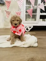 Apple, a female Poodle - Multi-Colored Standard for sale in Calimesa, CA – Photo 1 of 2