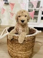 Apple, a female Poodle - Multi-Colored Standard for sale in Calimesa, CA – Photo 2 of 2