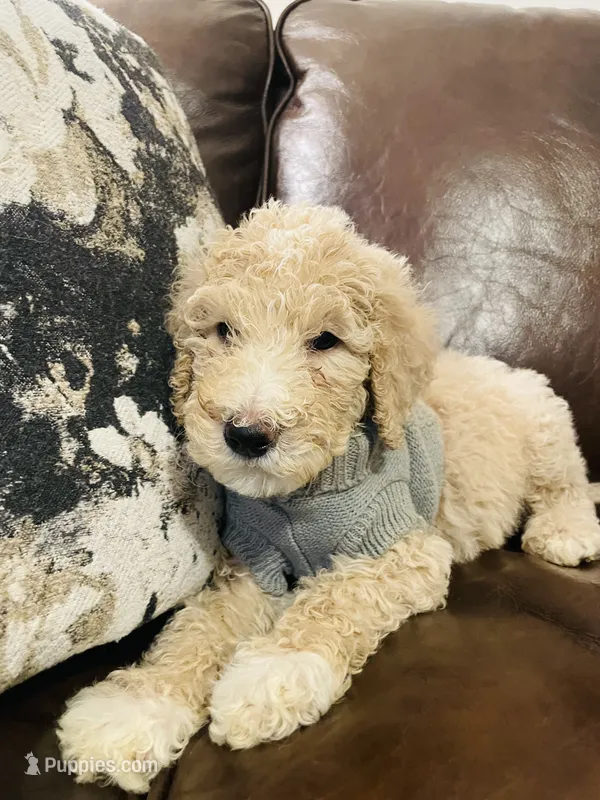 Austin – Poodle - Standard  puppy for sale in Calimesa, CA