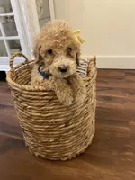 Minnie, a female Poodle - Standard  for sale in Calimesa, CA – 3 of 9
