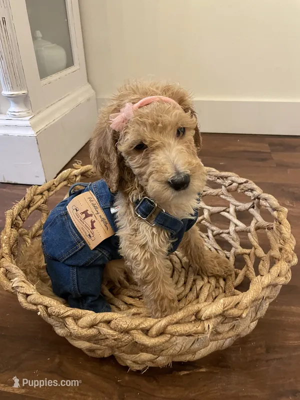 Birdie – Poodle - Standard  puppy for sale in Calimesa, CA