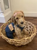 Birdie, a female Poodle - Standard  for sale in Calimesa, CA – 1 of 9