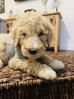 Austin, a male Poodle - Standard  for sale in Calimesa, CA – 3 of 10
