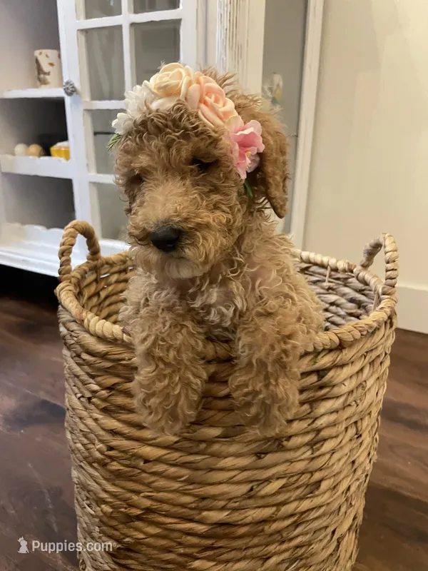 Poppy – Poodle - Standard  puppy for sale in Calimesa, CA