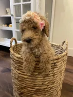 Poppy, a female Poodle - Standard  for sale in Calimesa, CA – 1 of 8