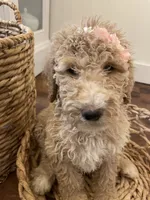 Winnie, a female Poodle - Standard  for sale in Calimesa, CA – 9 of 9