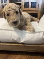 Winnie, a female Poodle - Standard  for sale in Calimesa, CA – 3 of 4