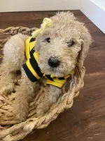 Summer, a female Poodle - Standard  for sale in Calimesa, CA – 2 of 8