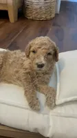 Ranger, a male Poodle - Standard  for sale in Calimesa, CA – 5 of 5