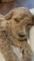Ranger, a male Poodle - Standard  for sale in Calimesa, CA – 2 of 5