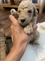 Summit, a male Poodle - Standard  for sale in Calimesa, CA – 5 of 6