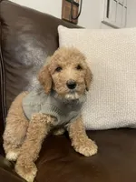 Summit, a male Poodle - Standard  for sale in Calimesa, CA – 4 of 10
