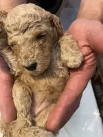 Poppy, a female Poodle - Standard  for sale in Calimesa, CA – 3 of 4