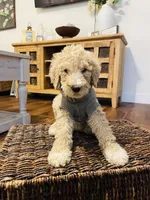 Austin, a male Poodle - Standard  for sale in Calimesa, CA – 4 of 10