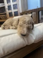 Austim, a male Poodle - Standard  for sale in Calimesa, CA – 4 of 4