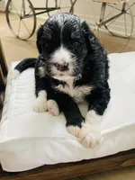 Tucker, a male Bernedoodle for sale in Calimesa, CA – Photo 5 of 6