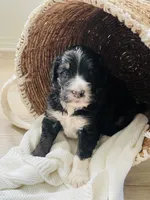 Tucker, a male Bernedoodle for sale in Calimesa, CA – Photo 6 of 6