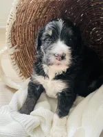 Tucker, a male Bernedoodle for sale in Calimesa, CA – Photo 3 of 6