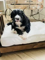 Tucker, a male Bernedoodle for sale in Calimesa, CA – Photo 4 of 6