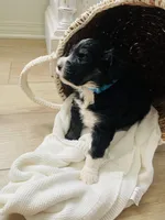 Tucker, a male Bernedoodle for sale in Calimesa, CA – Photo 2 of 6