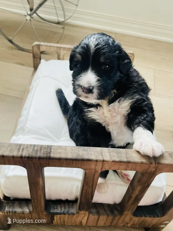 Tucker, a male Bernedoodle for sale in Calimesa, CA – Photo 1 of 6