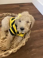 Summer, a female Poodle - Standard  for sale in Calimesa, CA – 3 of 8