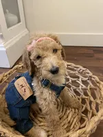 Birdie, a female Poodle - Standard  for sale in Calimesa, CA – 9 of 9